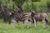Three Zebra.jpg
